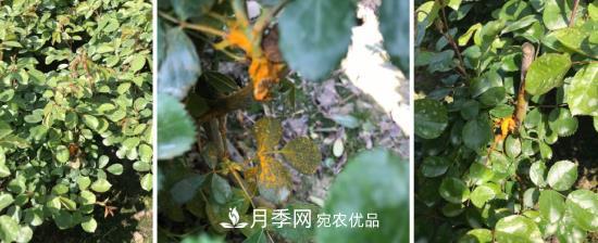 月季病害及雜草如何防除？(圖2)