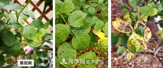 月季病害及雜草如何防除？(圖1)