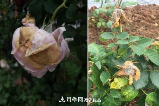 月季病害及雜草如何防除？(圖4)