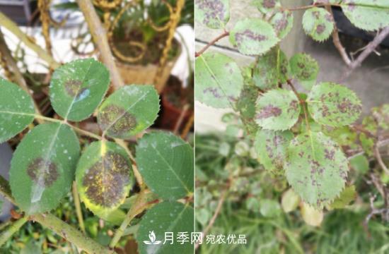 月季病害及雜草如何防除？(圖5)