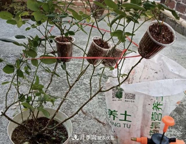 高壓月季出現黑桿？你可能“踩了”2個(gè)坑，其實(shí)高壓有方法(圖2)