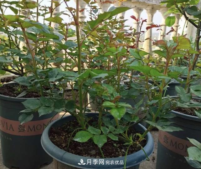 高壓月季出現黑桿？你可能“踩了”2個(gè)坑，其實(shí)高壓有方法(圖3)