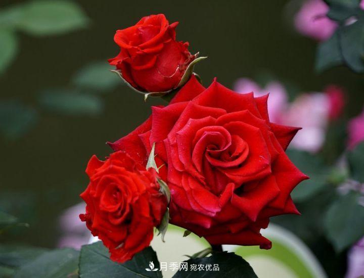 一年開(kāi)兩次花，月季花需要這樣養護管理(圖3)