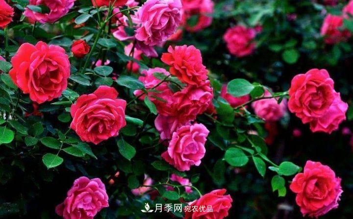 一年開(kāi)兩次花，月季花需要這樣養護管理(圖2)