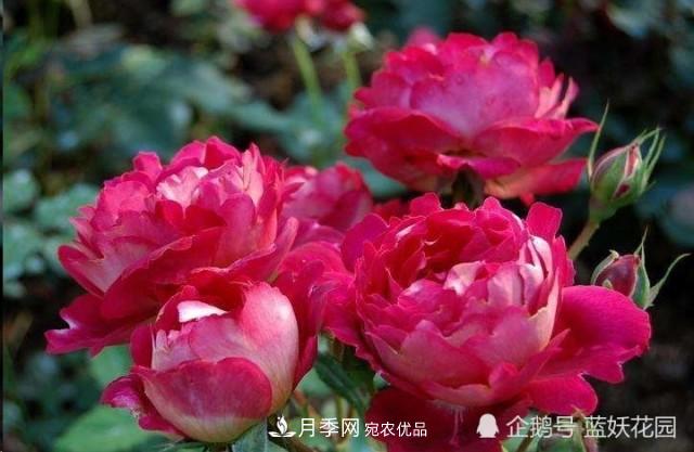 月季冬剪別著(zhù)急，剪早了比不剪還要糟糕！(圖1)