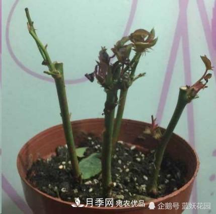月季冬剪別著(zhù)急，剪早了比不剪還要糟糕！(圖4)
