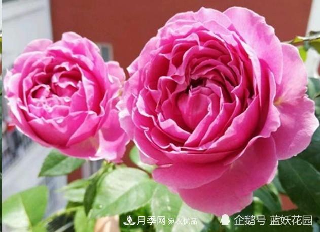 月季冬剪別著(zhù)急，剪早了比不剪還要糟糕！(圖2)