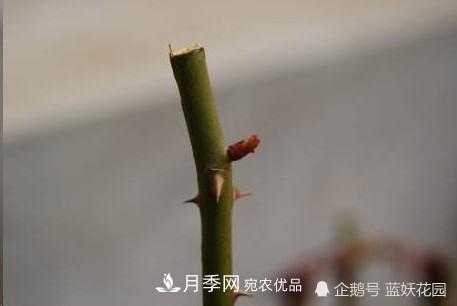 月季冬剪別著(zhù)急，剪早了比不剪還要糟糕！(圖3)