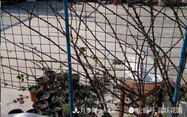 月季冬剪別著(zhù)急，剪早了比不剪還要糟糕！(圖7)