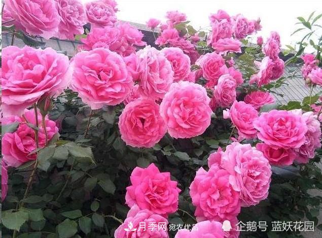 月季冬剪別著(zhù)急，剪早了比不剪還要糟糕！(圖8)