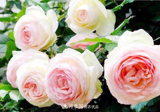 推薦8種月季美艷動(dòng)人，色澤能比玫瑰(圖1)