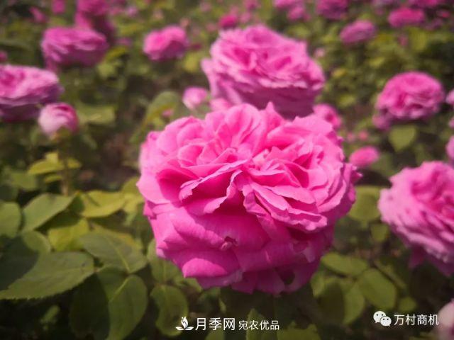 月季花好養活，但要花大花艷您得懂這些知識(圖1)