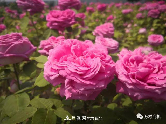 月季花好養活，但要花大花艷您得懂這些知識(圖3)