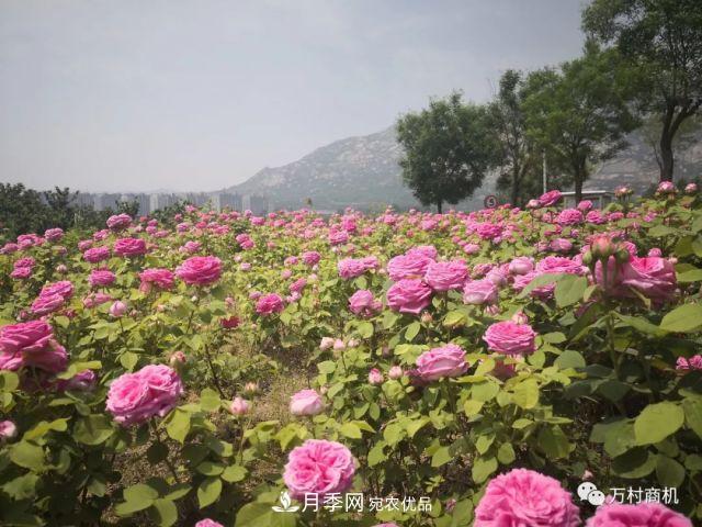 月季花好養活，但要花大花艷您得懂這些知識(圖2)