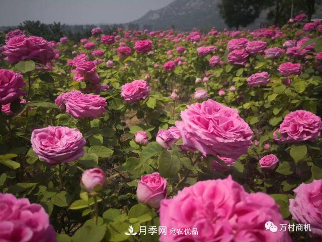 月季花好養活，但要花大花艷您得懂這些知識(圖4)