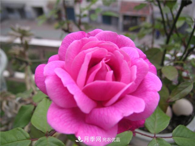 月季花除了觀(guān)賞，還有這些價(jià)值，但是知道的人很少(圖3)