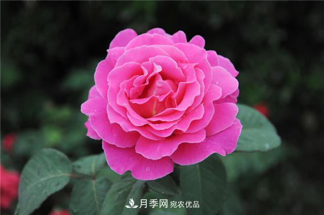 月季花除了觀(guān)賞，還有這些價(jià)值，但是知道的人很少(圖5)