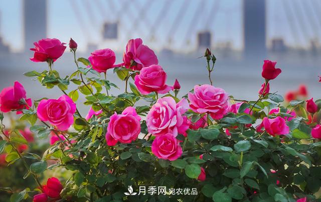 南陽(yáng)市總人口1194.23萬(wàn)居全省** 河南每9人就有1個(gè)南陽(yáng)人(圖1)