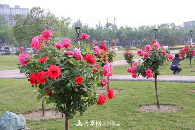 月季樹(shù)一年花開(kāi)200多天，適應能力強，適合園林工程和庭院栽種(圖1)