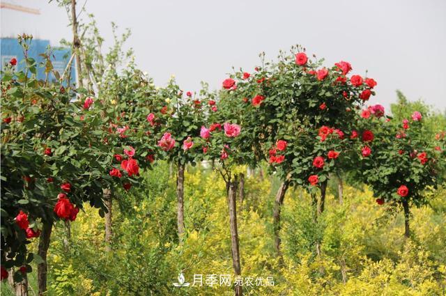 陜西咸陽(yáng)兩寺渡公園百畝“月季樹(shù)”絢爛綻放惹人愛(ài)！(圖3)