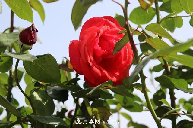 陜西咸陽(yáng)兩寺渡公園百畝“月季樹(shù)”絢爛綻放惹人愛(ài)！(圖2)