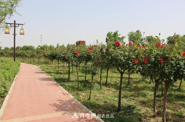 陜西咸陽(yáng)兩寺渡公園百畝“月季樹(shù)”絢爛綻放惹人愛(ài)！(圖1)