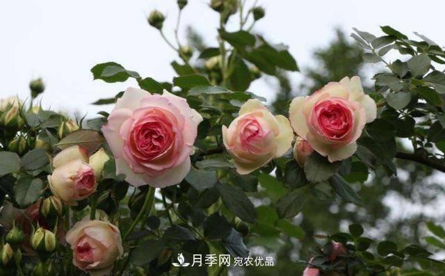 常見(jiàn)藤本月季優(yōu)缺點(diǎn)大比拼，月季花友看過(guò)來(lái)(圖1)