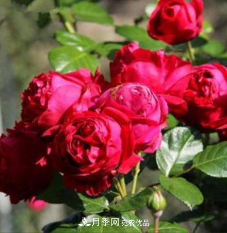 常見(jiàn)藤本月季優(yōu)缺點(diǎn)大比拼，月季花友看過(guò)來(lái)(圖2)