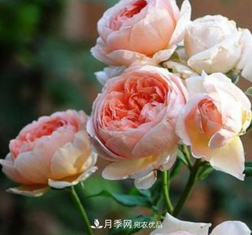 常見(jiàn)藤本月季優(yōu)缺點(diǎn)大比拼，月季花友看過(guò)來(lái)(圖4)