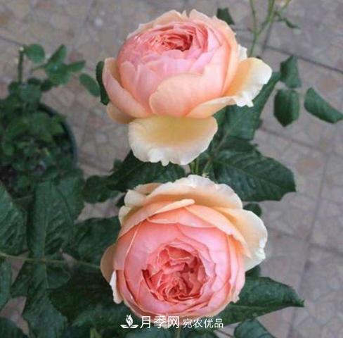 常見(jiàn)藤本月季優(yōu)缺點(diǎn)大比拼，月季花友看過(guò)來(lái)(圖5)