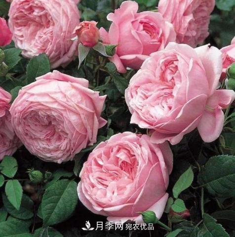 常見(jiàn)藤本月季優(yōu)缺點(diǎn)大比拼，月季花友看過(guò)來(lái)(圖9)