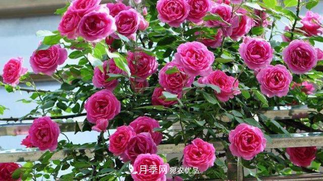 常見(jiàn)藤本月季優(yōu)缺點(diǎn)大比拼，月季花友看過(guò)來(lái)(圖7)