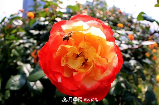 哪些月季花品種是花友必備的？(圖3)