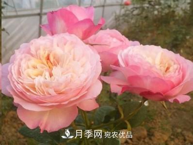 盤(pán)點(diǎn)各國的灌木月季品種，哪些是不可錯過(guò)的經(jīng)典品種！(圖13)