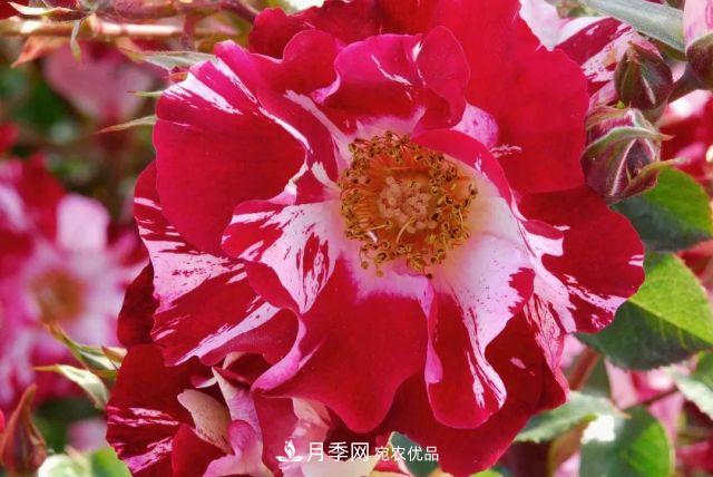 一年開(kāi)360天！這個(gè)獲得AARS大獎的藤本月季簡(jiǎn)直逆天！(圖1)