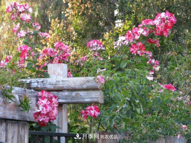 一年開(kāi)360天！這個(gè)獲得AARS大獎的藤本月季簡(jiǎn)直逆天！(圖6)