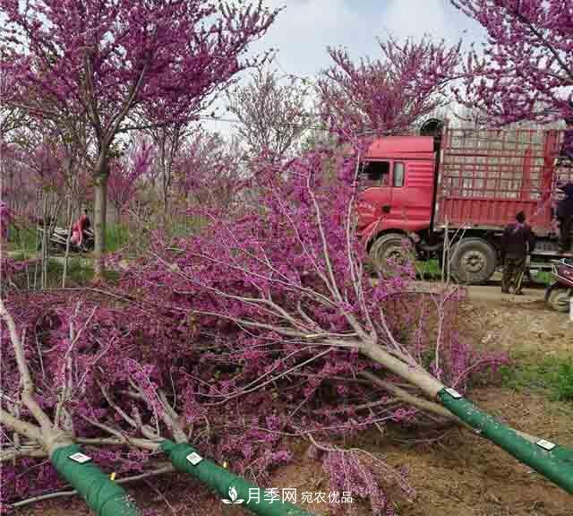 河南鄢陵：花木銷(xiāo)售好于預期(圖2)