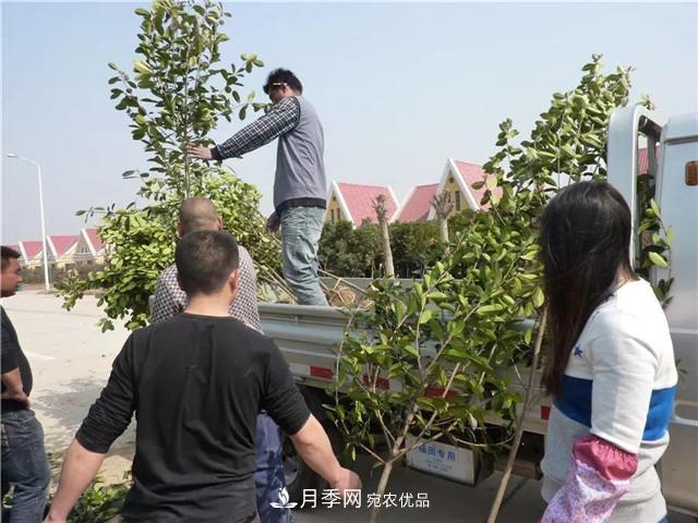 河南鄢陵：花木銷(xiāo)售好于預期(圖1)