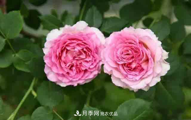 地栽月季花在北方如何防止被凍死？(圖1)