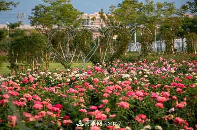 臥龍區牽線(xiàn)搭橋 南陽(yáng)月季走進(jìn)廣東肇慶(圖1)