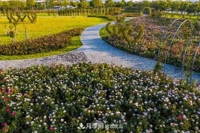 臥龍區牽線(xiàn)搭橋 南陽(yáng)月季走進(jìn)廣東肇慶(圖2)