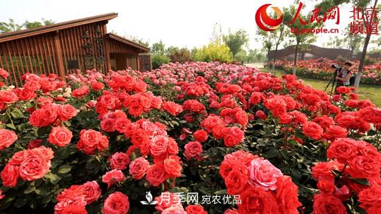 花卉產(chǎn)業(yè)展國門(mén)風(fēng)采 月季增植引領(lǐng)北京大興區花卉產(chǎn)業(yè)飛速發(fā)展(圖1)