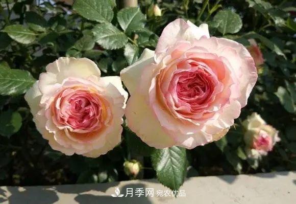種月季有竅門(mén)，用“紅陶盆”栽種，透氣透水，月季發(fā)芽快開(kāi)花多(圖1)