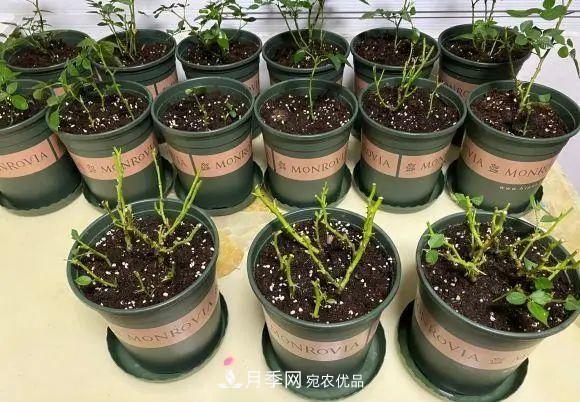種月季有竅門(mén)，用“紅陶盆”栽種，透氣透水，月季發(fā)芽快開(kāi)花多(圖2)