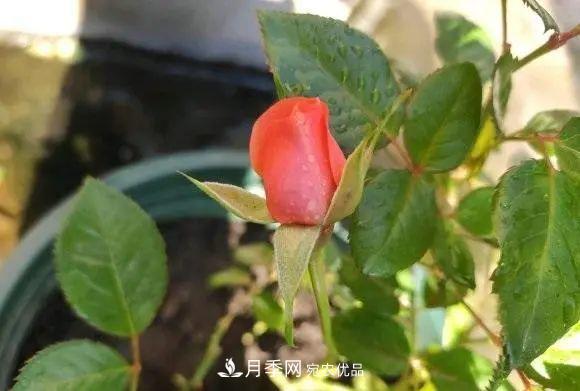 種月季有竅門(mén)，用“紅陶盆”栽種，透氣透水，月季發(fā)芽快開(kāi)花多(圖3)