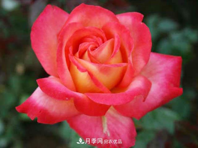 夏秋季節種植歐月月季需要什么技術(shù)？(圖1)