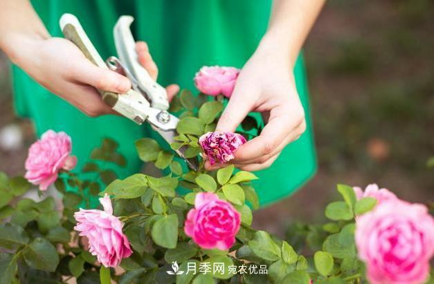 養護月季必須的修剪要怎么去做？(圖1)