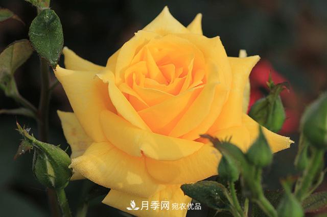 秋天如何把握好月季施肥的度？(圖1)
