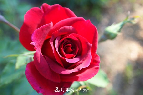 常見(jiàn)的紅色藤本月季有哪些品種？(圖1)