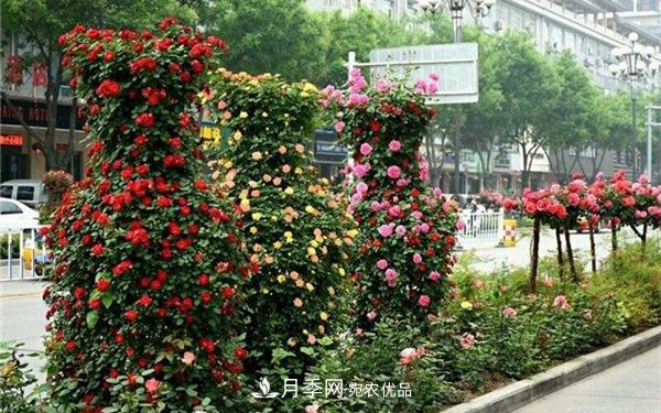 2020年南陽(yáng)造型月季價(jià)格(圖1)